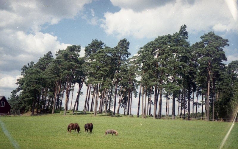 Location Scouting field with treeline and horses.