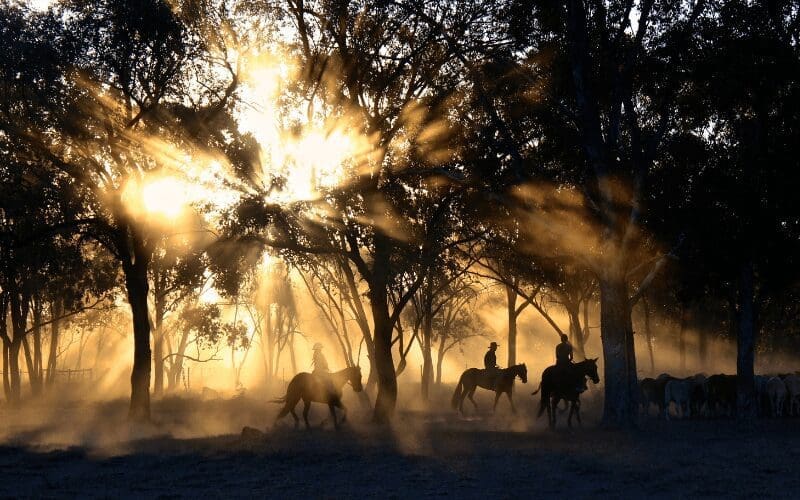 horses in forest