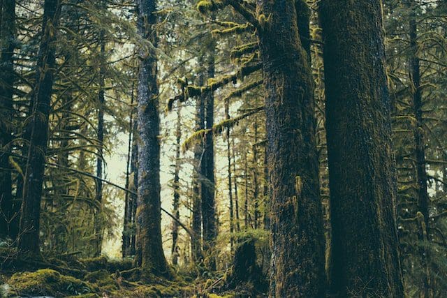 Ambient Music Definition
