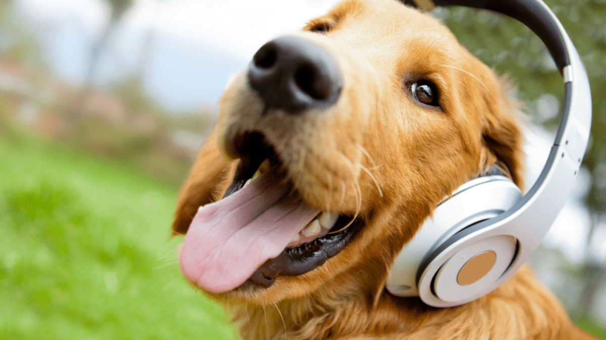 Dog Music: Why It Works & Top 5 Playlists